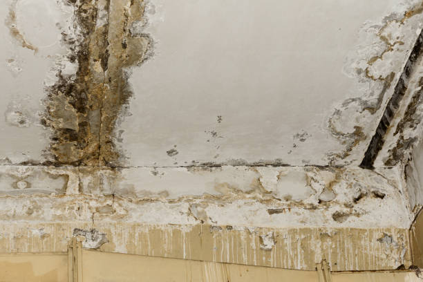 Best Black Mold Removal  in Rockville, MN