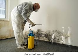 Professional Mold Prevention & Removal  in Rockville, MN